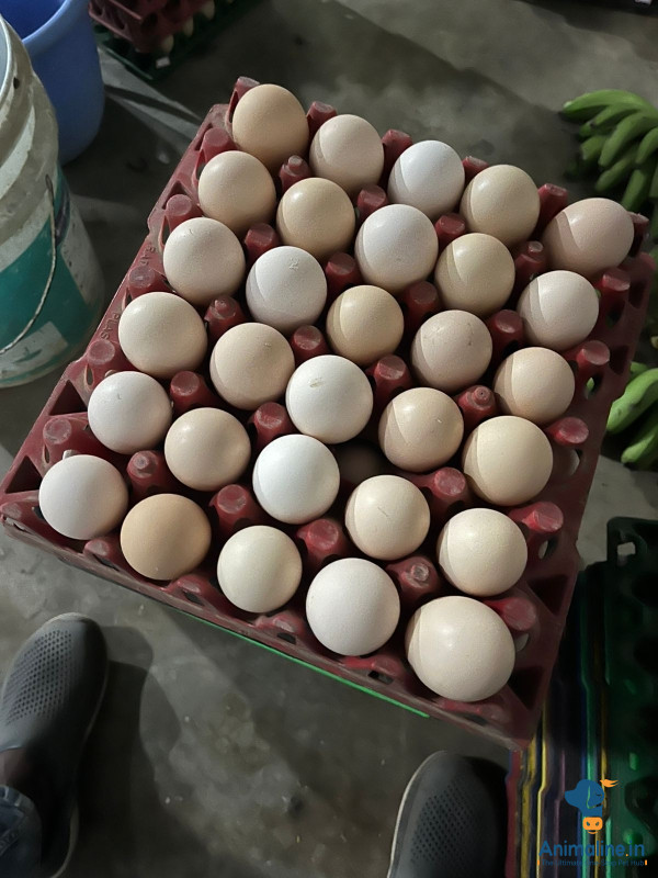 ಪ್ರೀಮಿಯಂ  Eggs {}