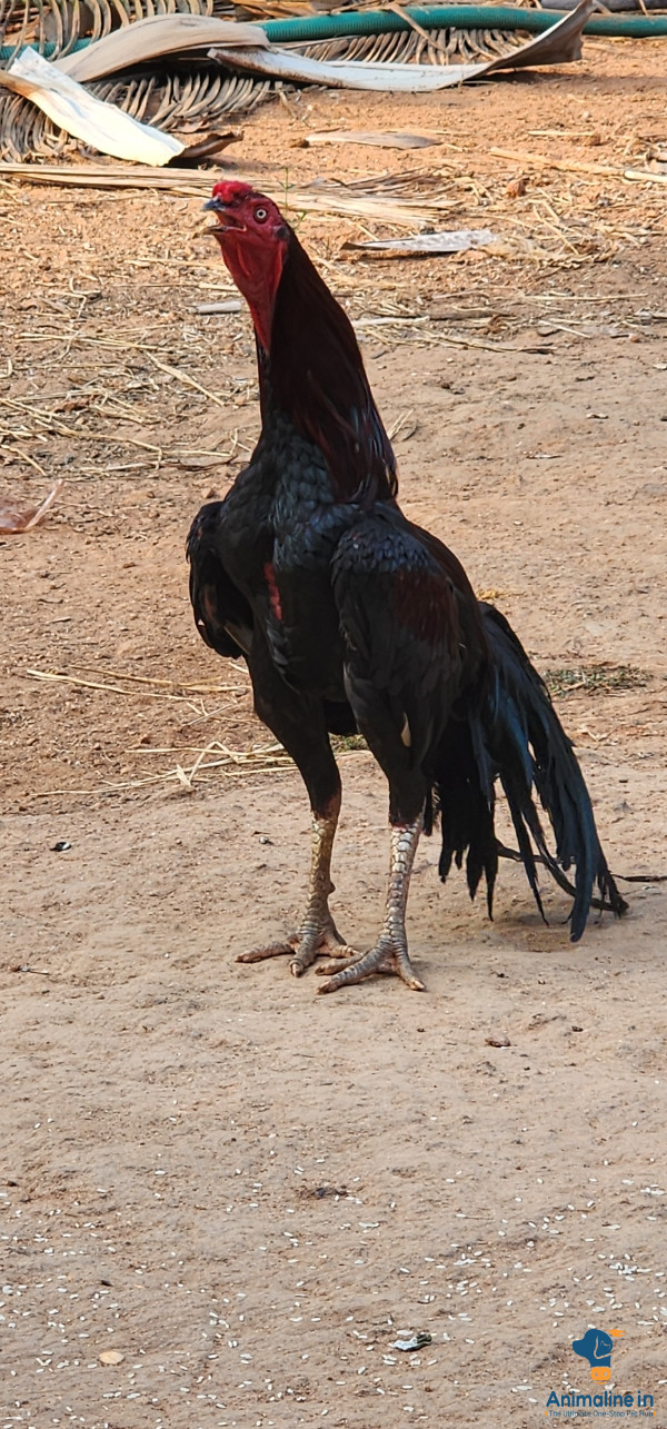 14 month male rooster