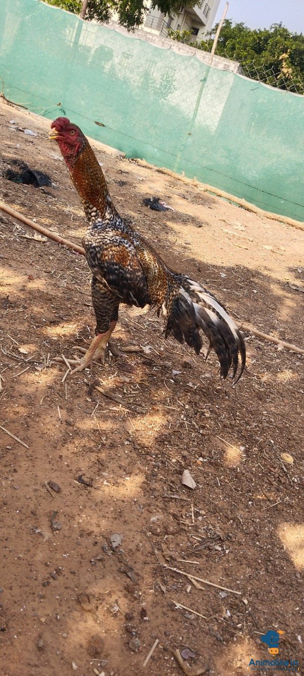 Kokkorahi 