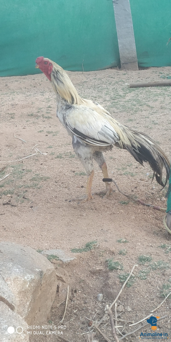 ಮಾರಾಟಕ್ಕಿದೆ ಆರೋಗ್ಯಕರ ಪುರುಷ Aseel