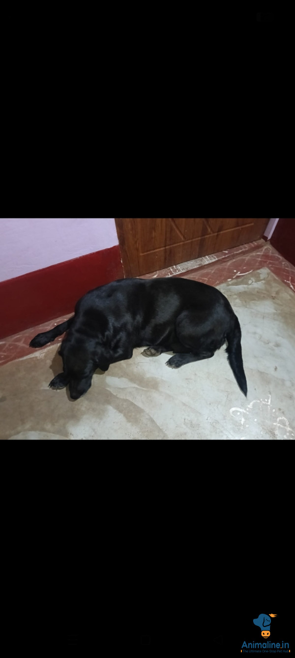 ಪ್ರೀಮಿಯಂ Normal Dog ನಾಯಿ {}