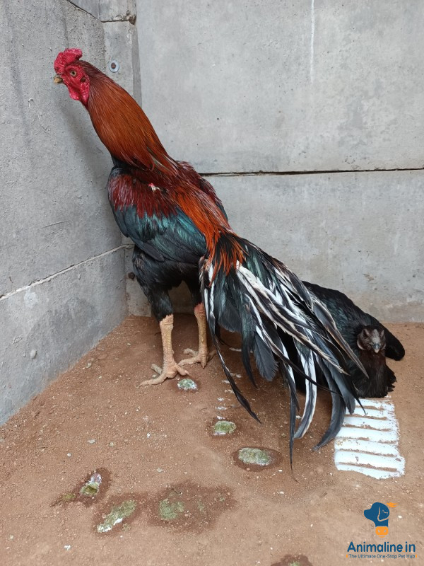 ಮಾರಾಟಕ್ಕಿದೆ ಆರೋಗ್ಯಕರ ಪುರುಷ Aseel