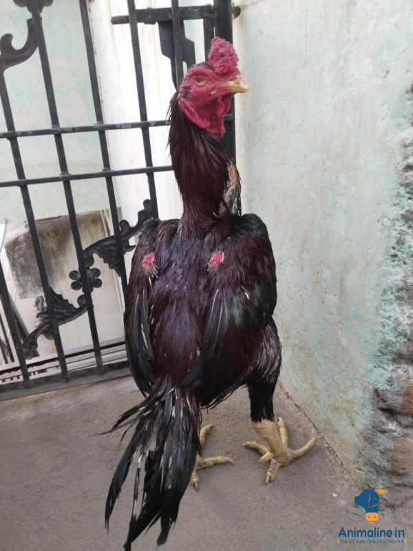 Top quality Bird 