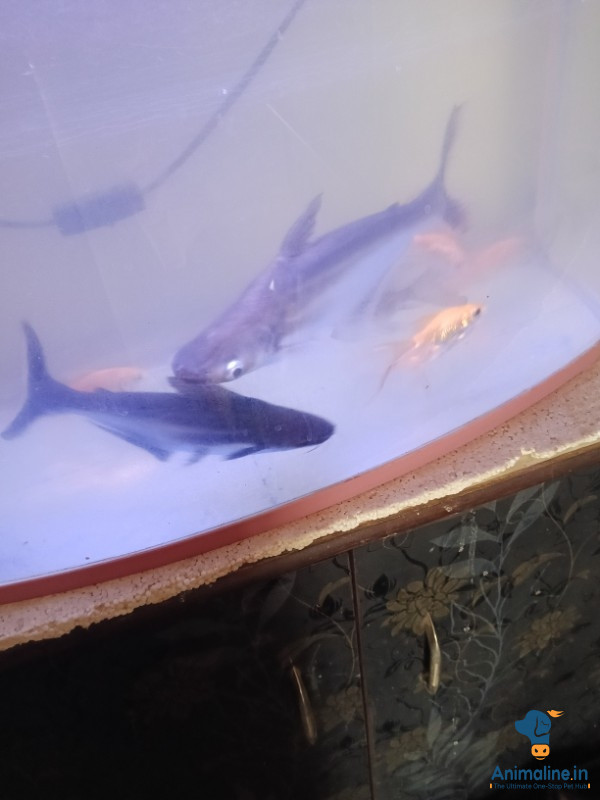 1.5 feet shark for sale 