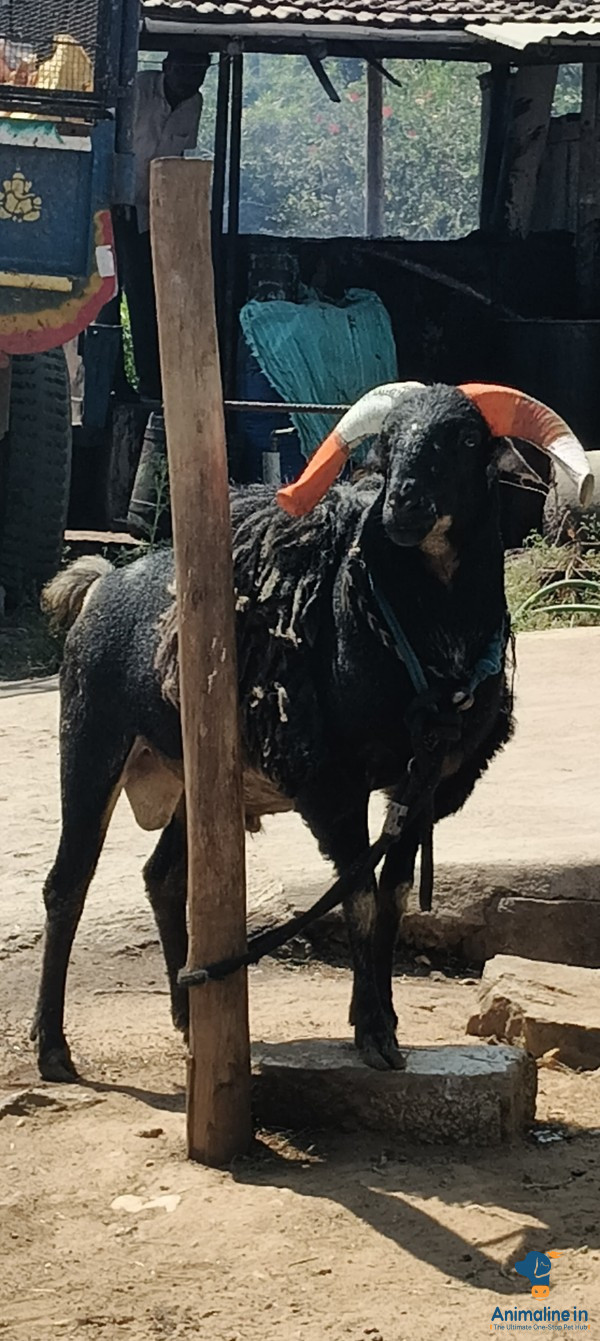 6ಹಾಲ್ ಮರಿ 