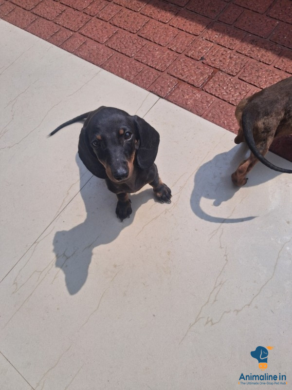 3 month old Daschund Male puppy
