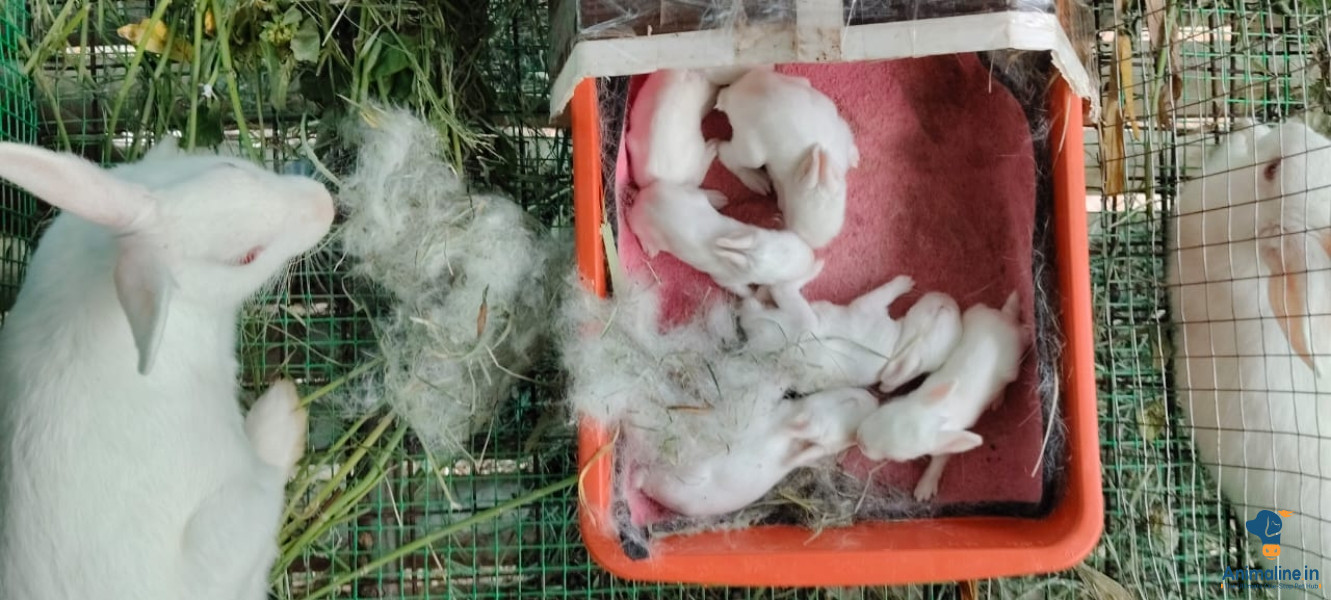 2 months and 20 days rabbits available 