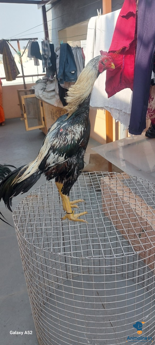 Good Blood line aseel Two male for sale