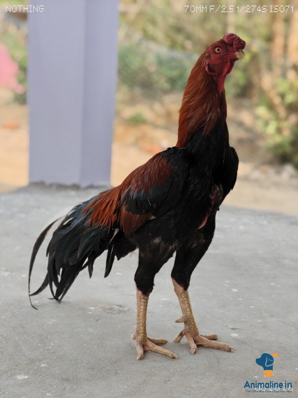 1 year old male 