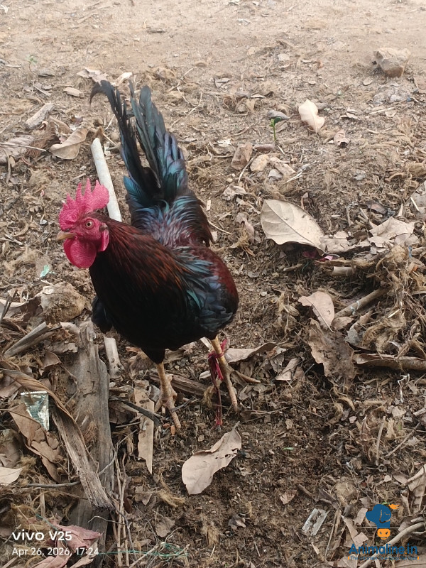 10 months old desi roaster