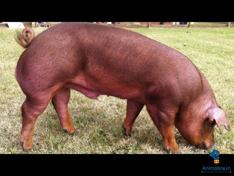 1 year old pig 