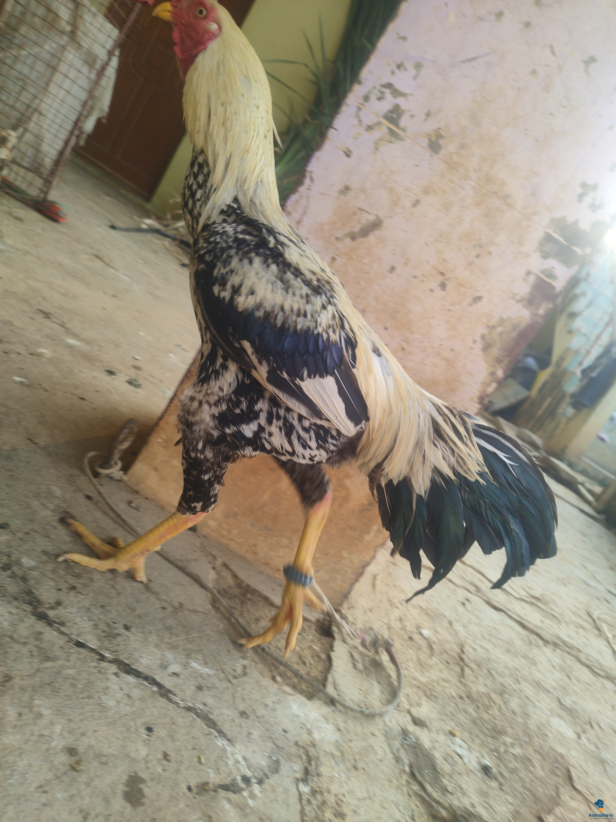 Healthy and Active Male Others for Sale fighter hen