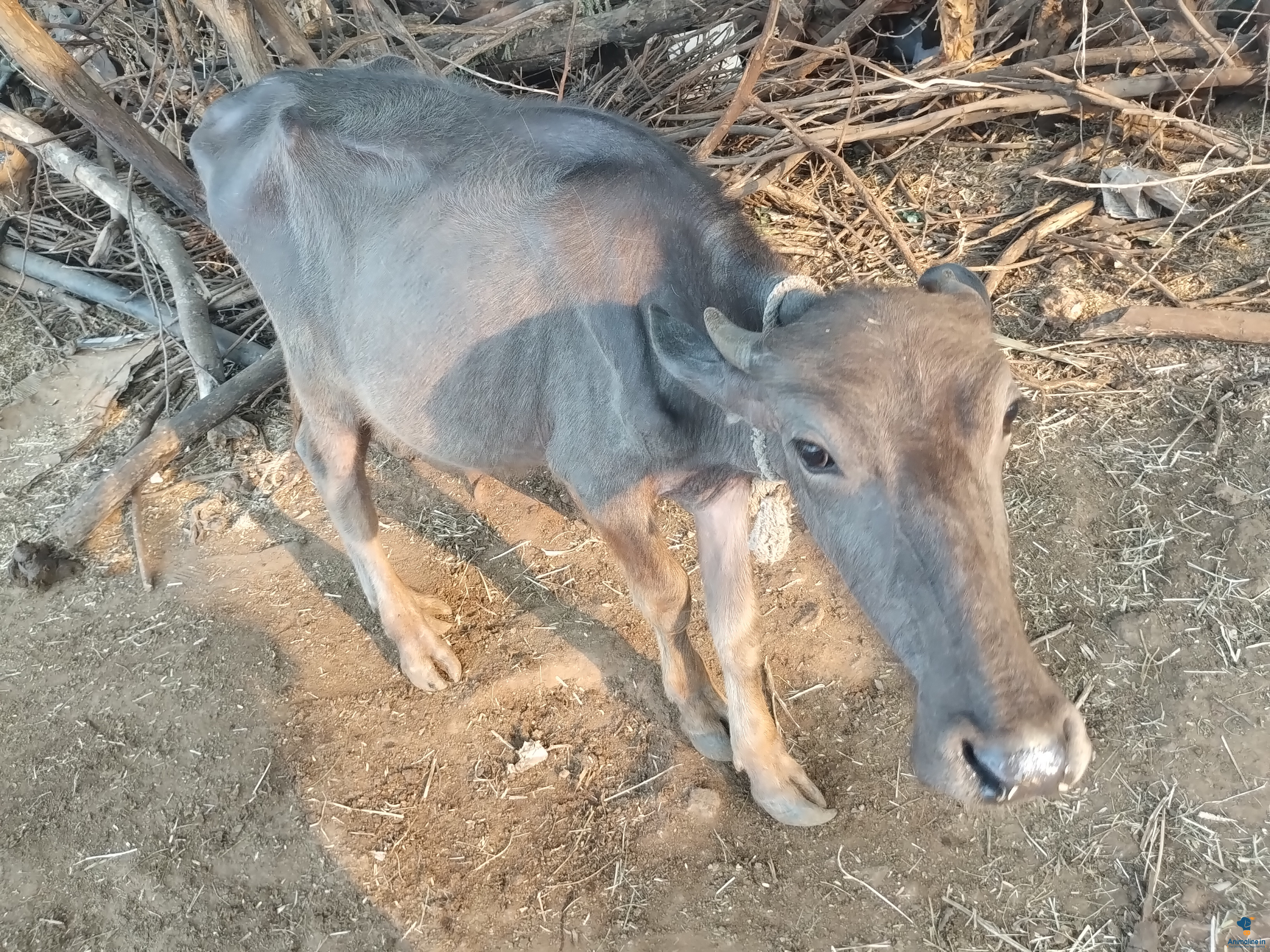 ಪ್ರೀಮಿಯಂ  Buffalo Male {}
