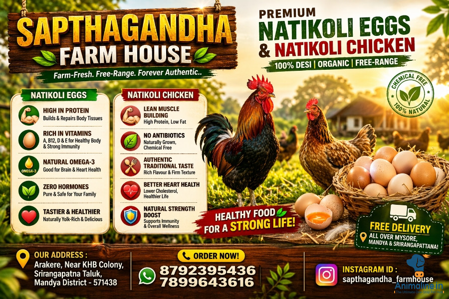 Original Natikoli eggs