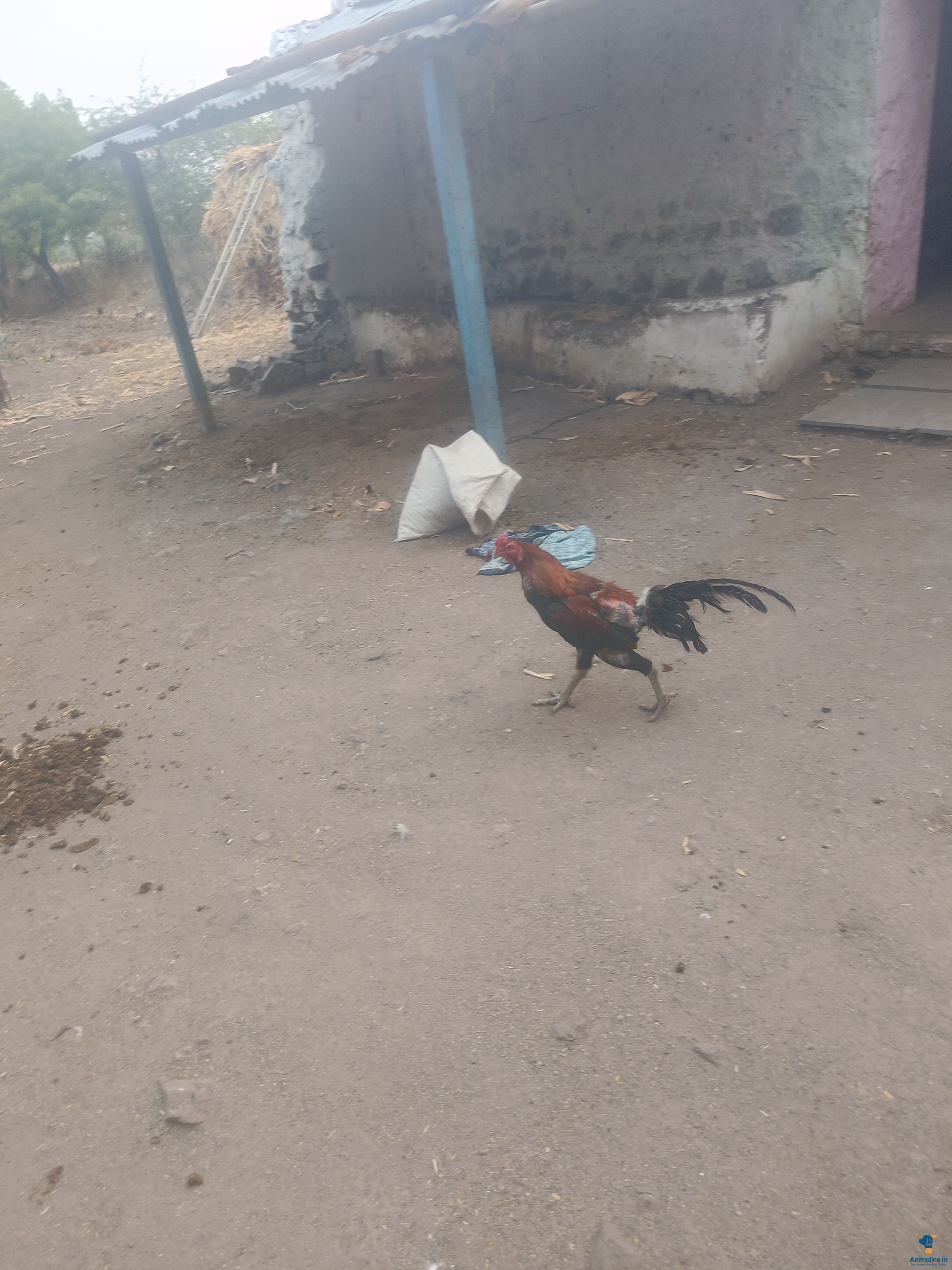 2 ವರ್ಷದ ಹುಂಜ 