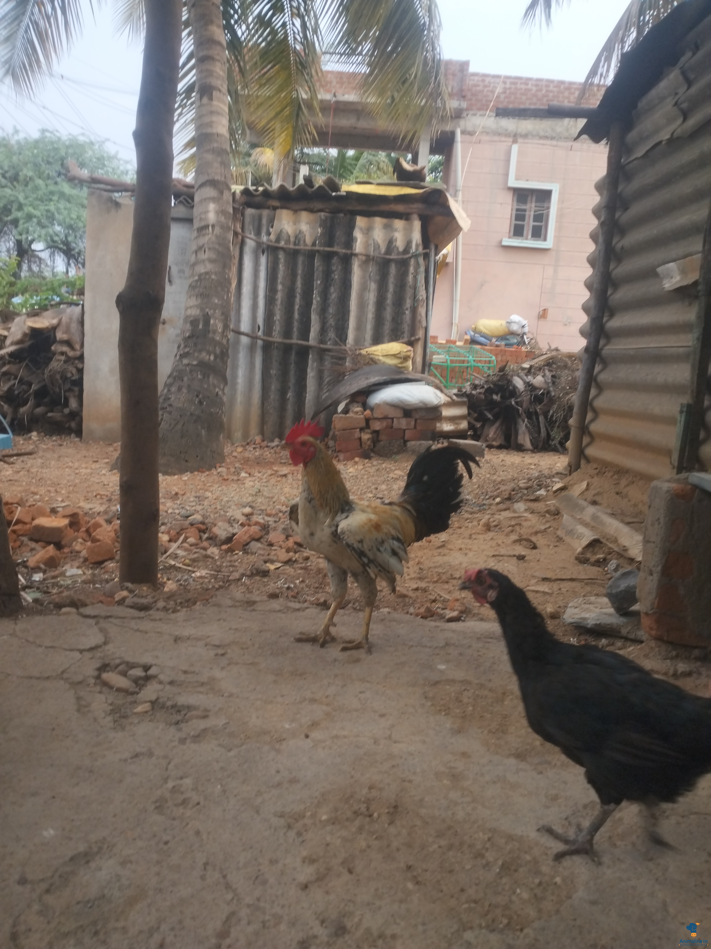 ಮಾರಾಟಕ್ಕಿದೆ ಆರೋಗ್ಯಕರ ಪುರುಷ Desi Murgi or Nati Kohli