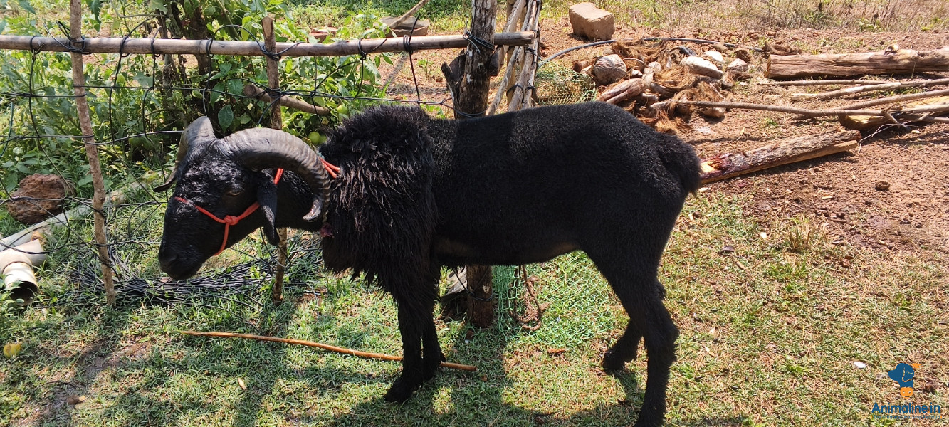 ಪ್ರೀಮಿಯಂ Others Sheep {}