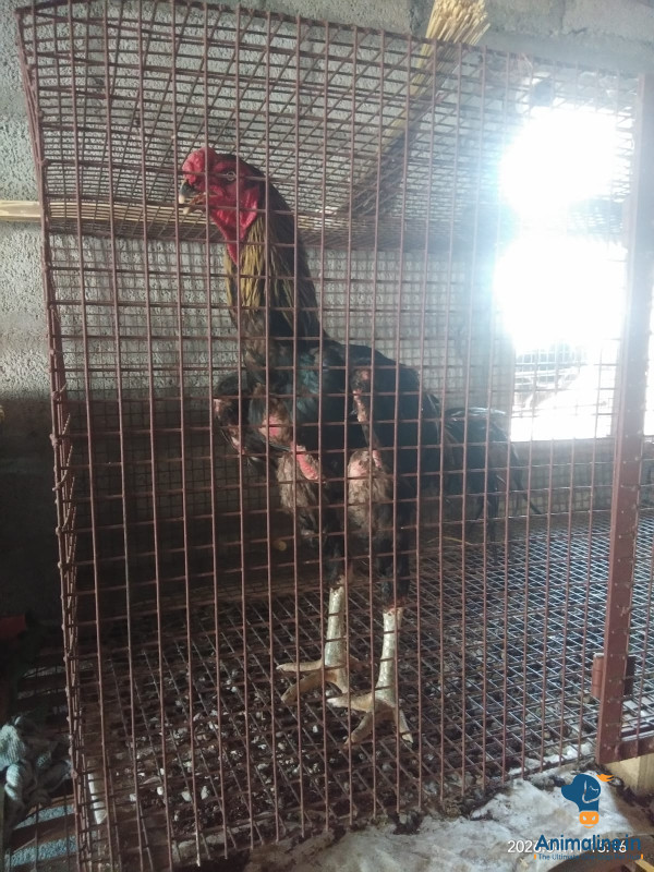 Premium Aseel Hen for Adoption