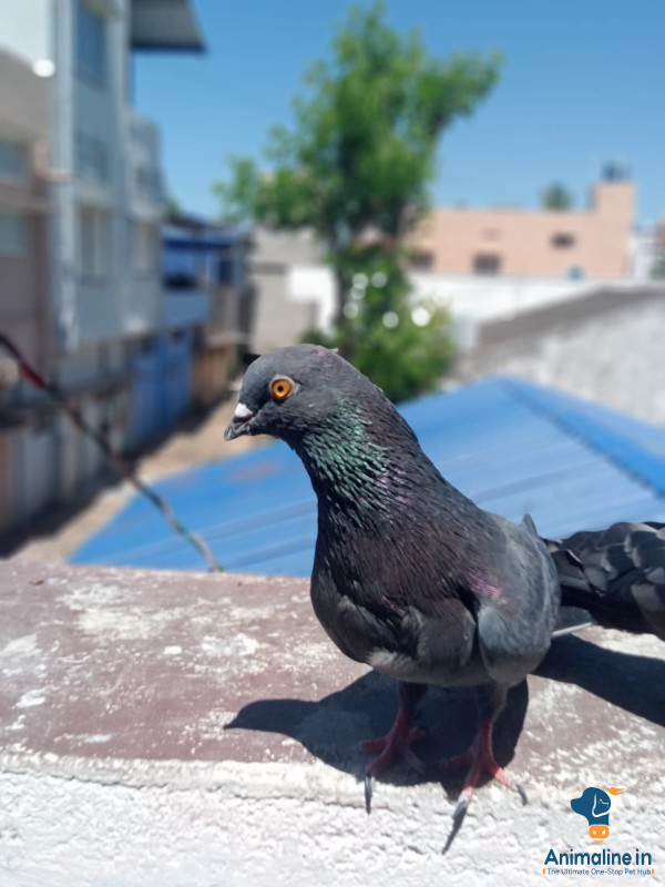 2 top breed pigeon 