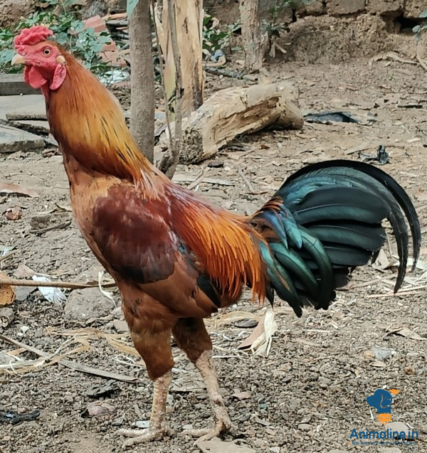 1ವರ್ಷದ ಪುರುಷ ಕೋಳಿ