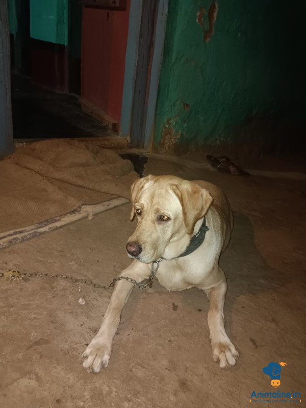 2 years female dog