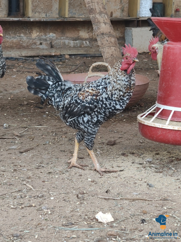 Healthy and Active Male Giriraja for Sale