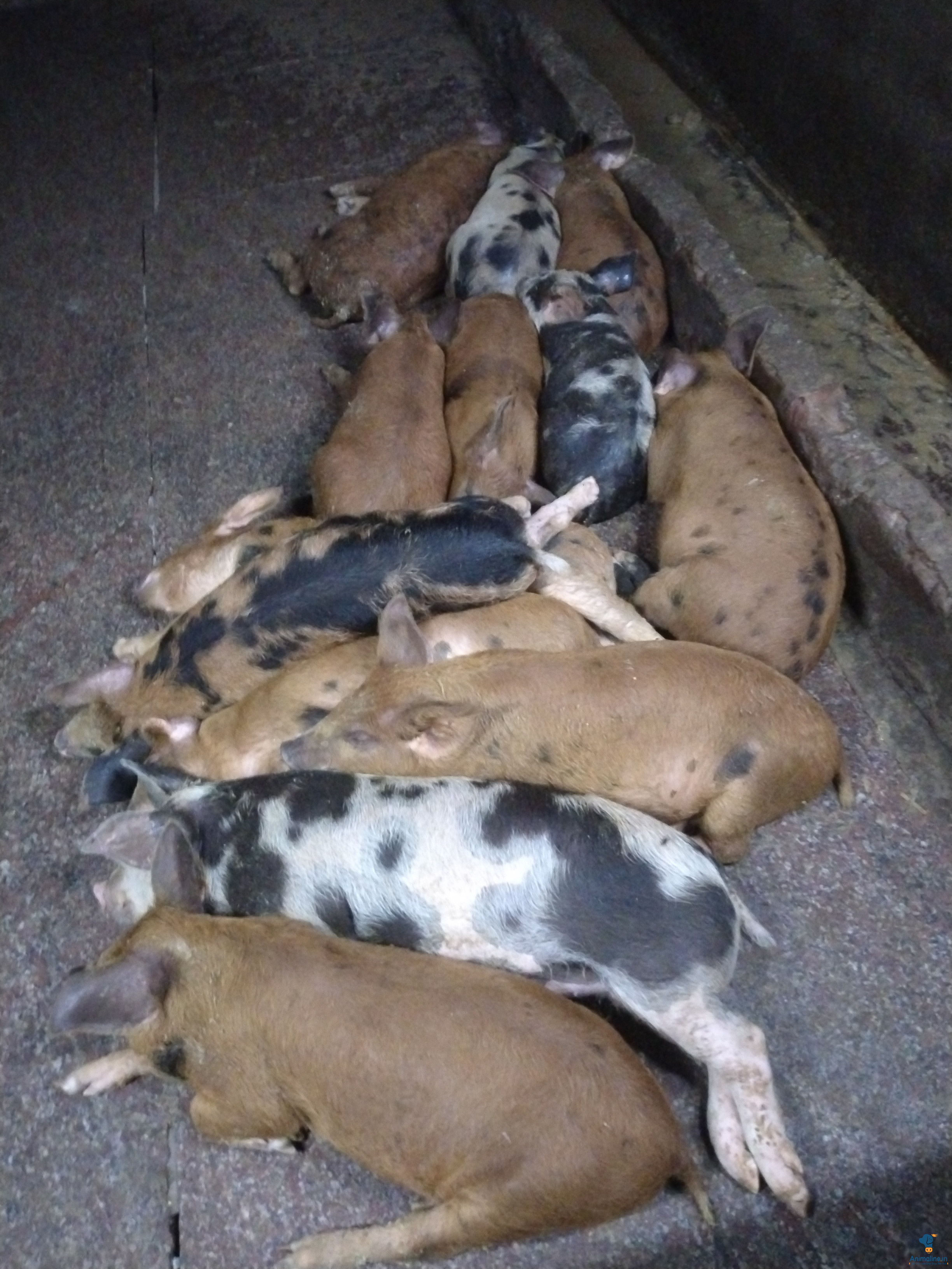 2 months piglets