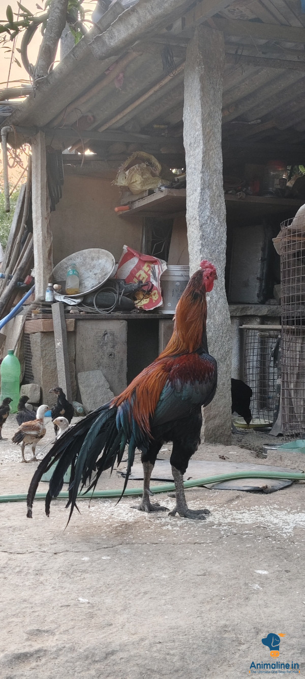 2 year old hen