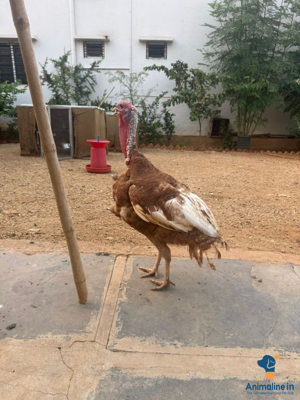 One year old Red burbon turkey 