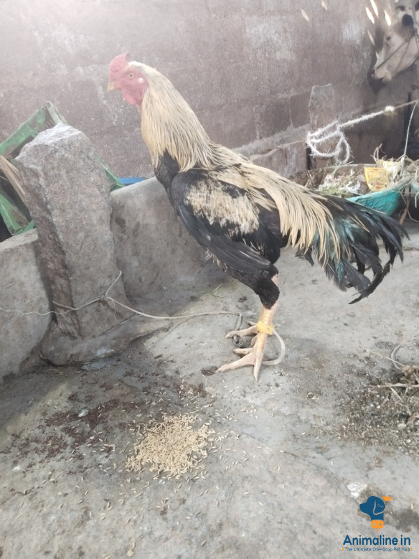 2 ವರ್ಷದ  ಹುಂಜ