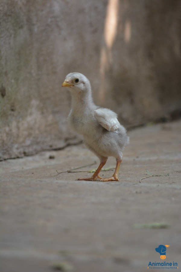 2 month old chicks avilable Best Quality 