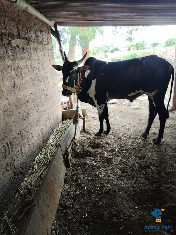 Healthy and Active  Khilari Cattle for Sale