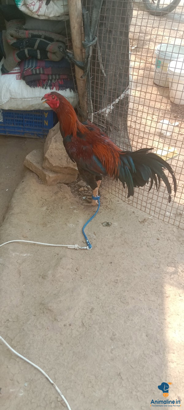 1 year  mele