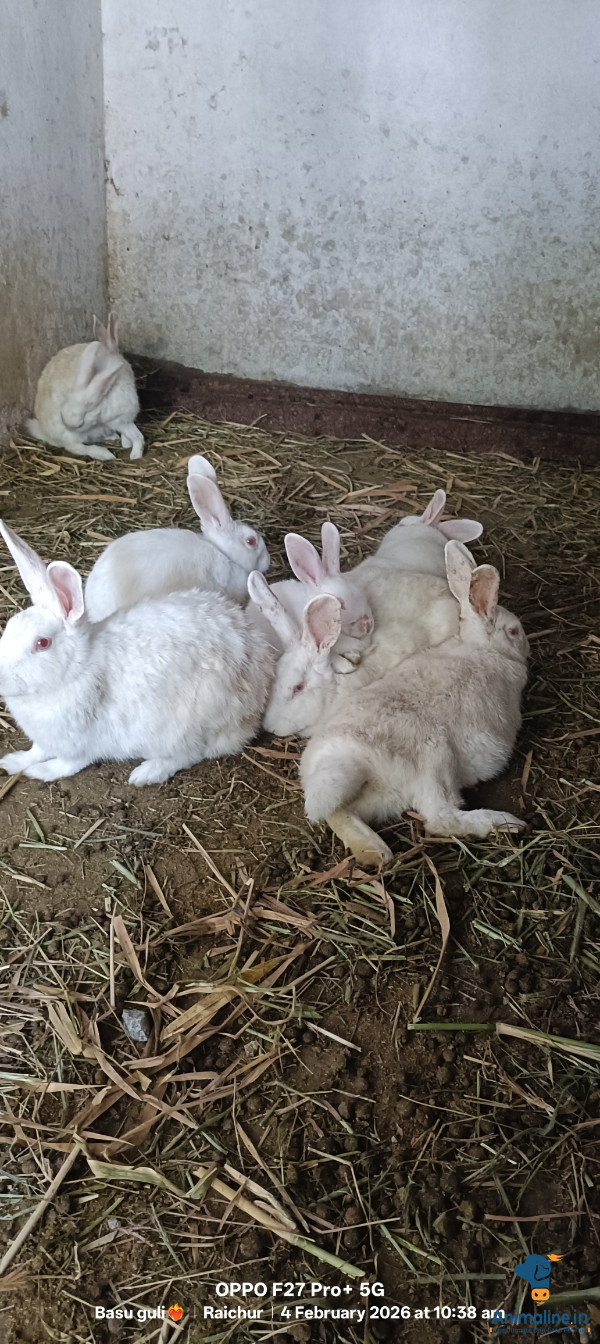 ಪ್ರೀಮಿಯಂ  Rabbit {}