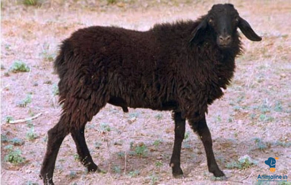 2 male sheeps