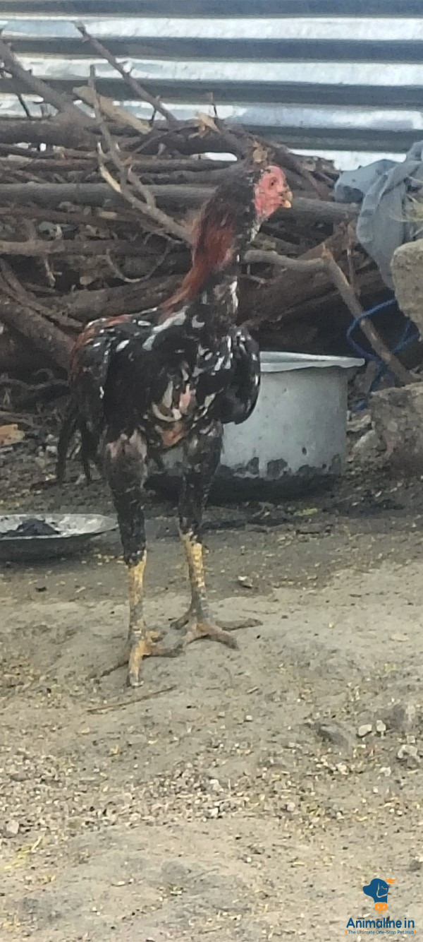 Premium Aseel Hen for Adoption