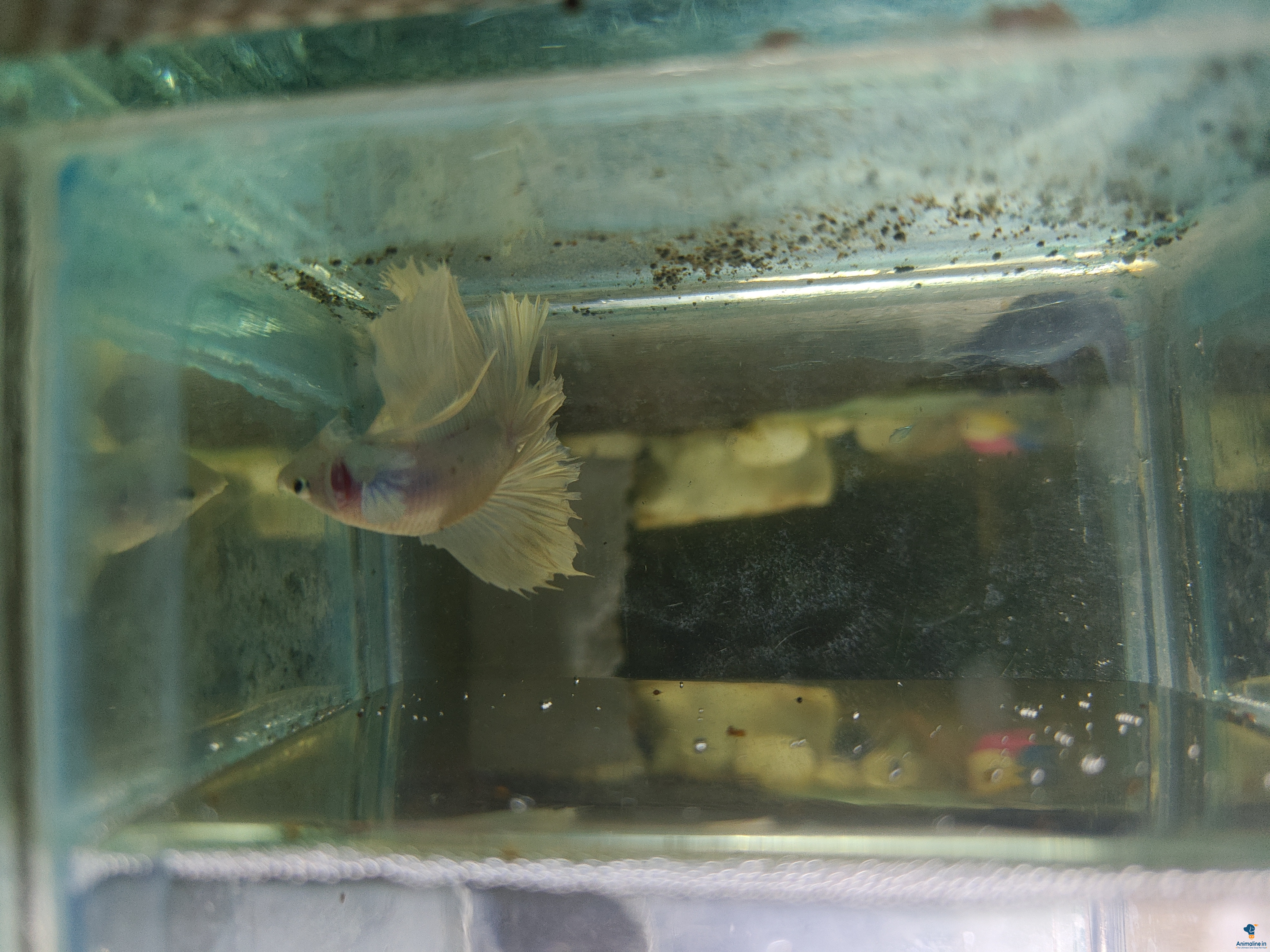 Premium  Fish 