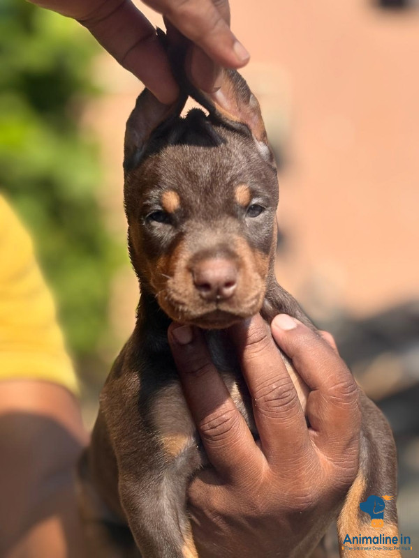 Show quality doberman puppies available 