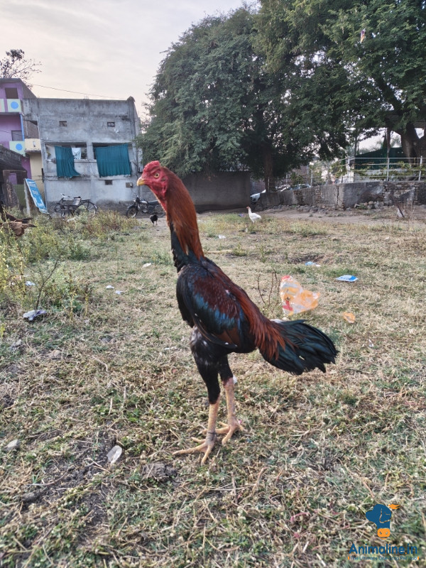 Healthy and Active Male Aseel for Sale