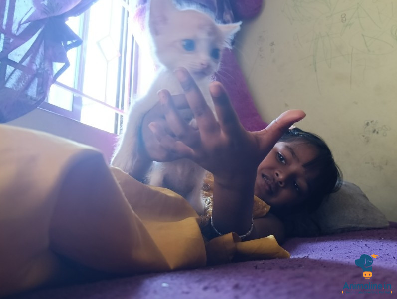 2 month cat