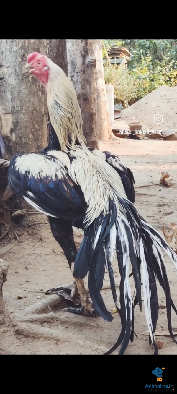 1 year old parrot beak aseel pure bloodline 