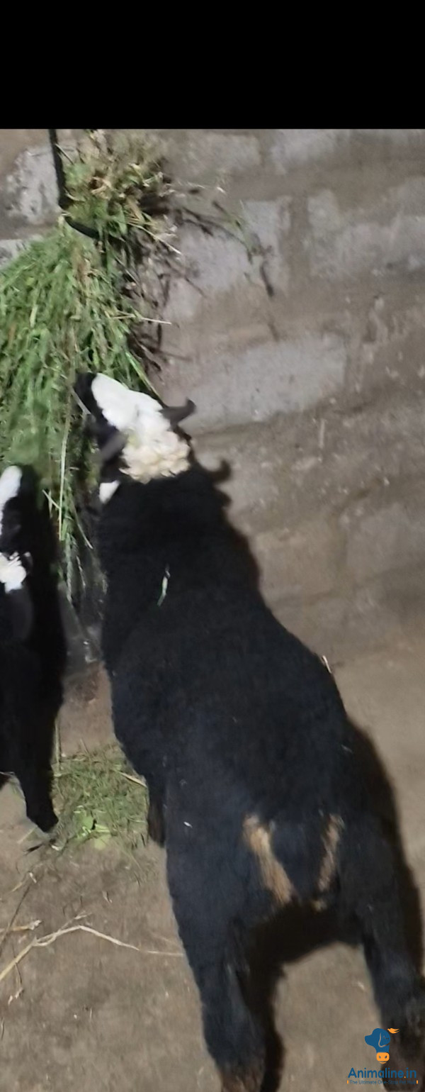 4 months sheep