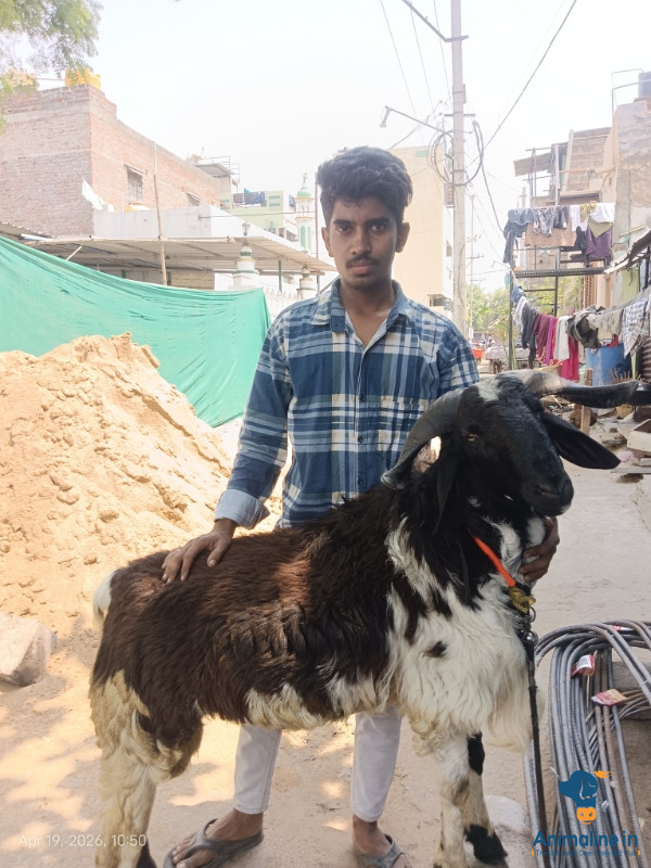Healthy and Active Male Bellary for Sale