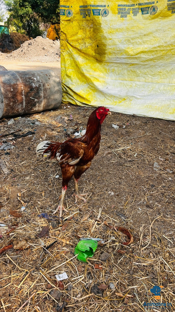 Good for Breeding 