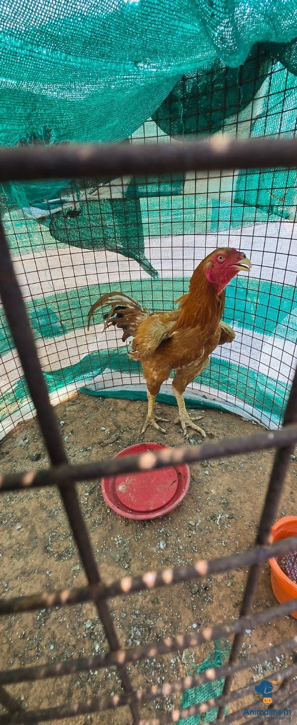 Bhimavaram 