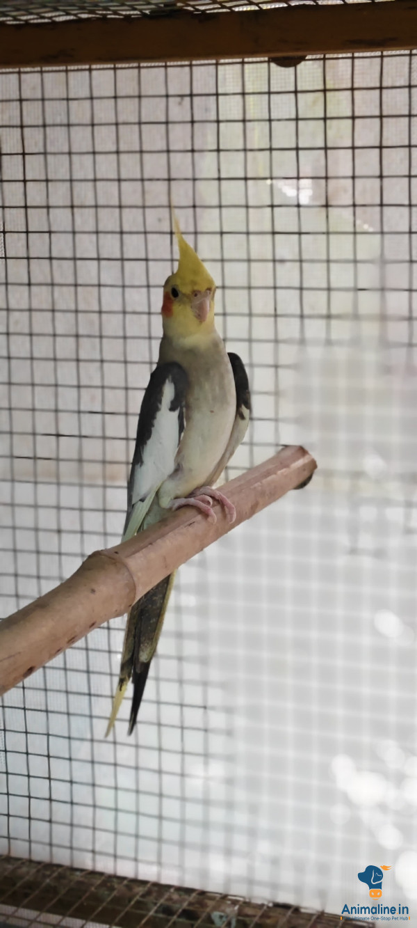 All age birds are available 
