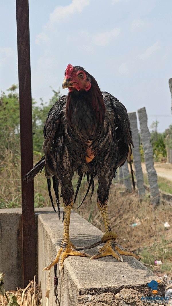 Healthy and Active Male Aseel for Sale