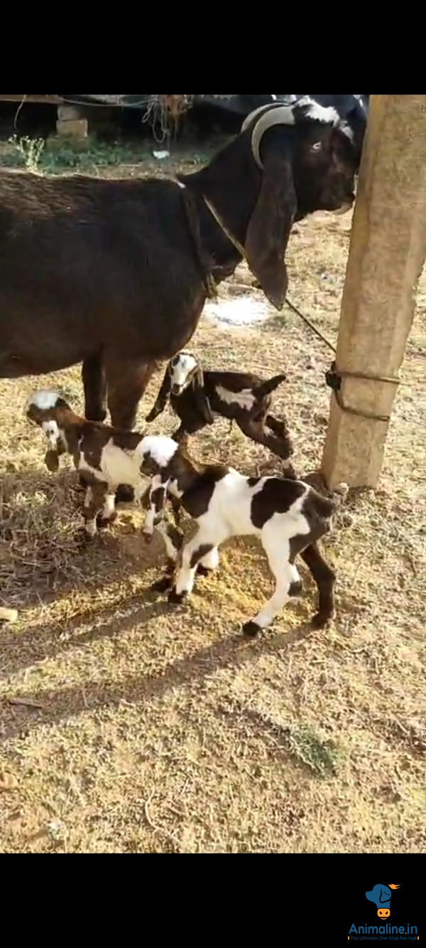 Mother goat and 1 male and 2 female 