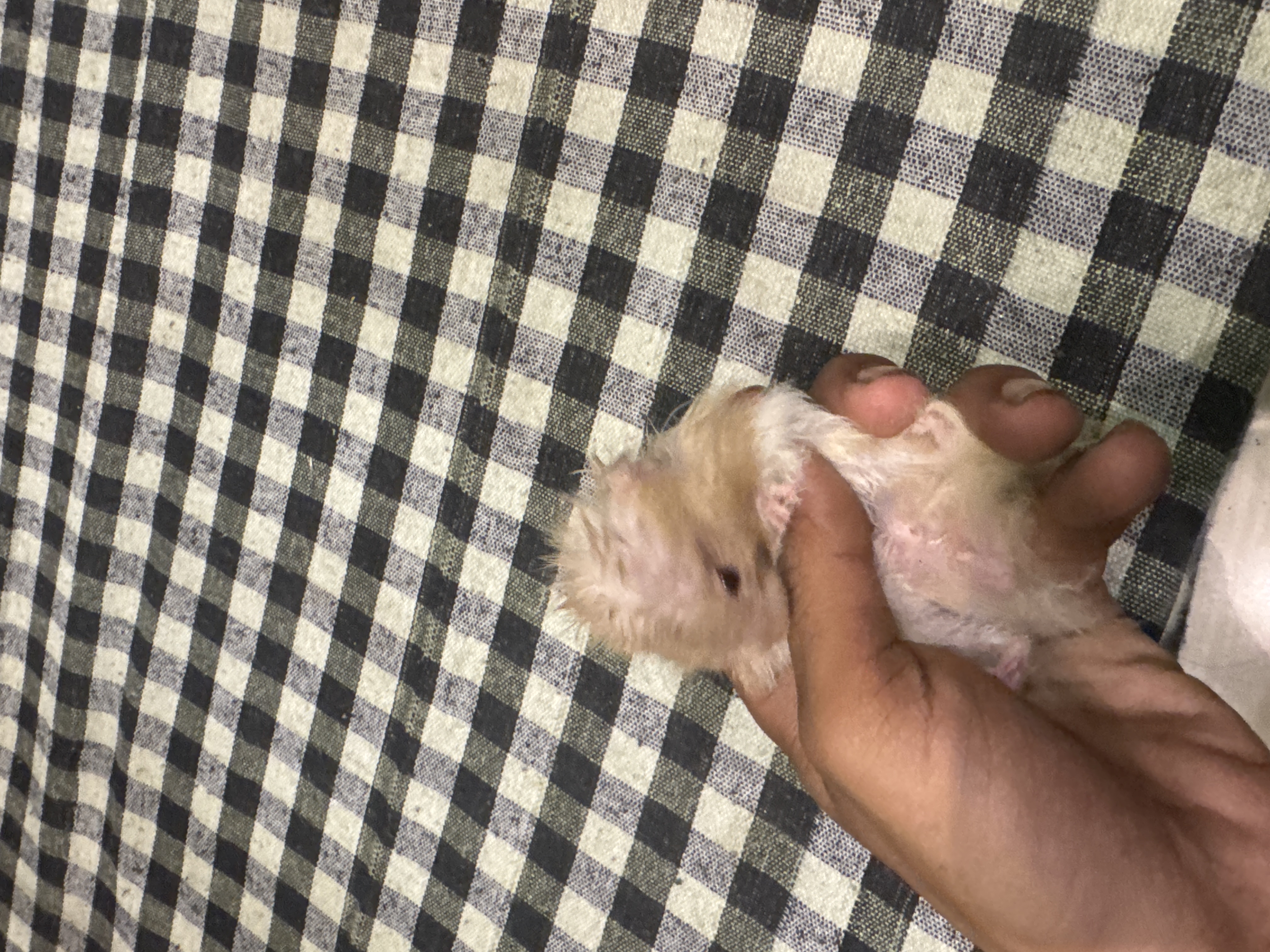 Syrian hamster