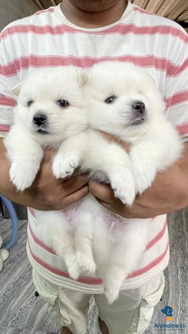 1 month old female puppy 